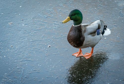 duck ice winter