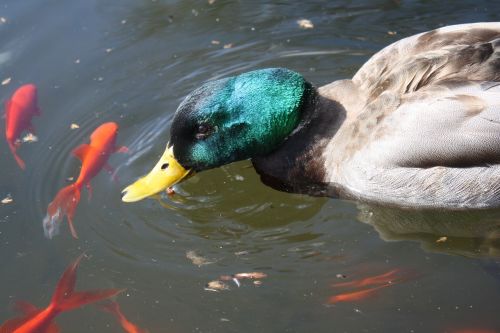 duck mallard coy