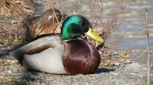 duck summer solar