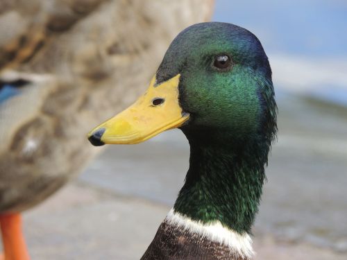 duck bill portrait