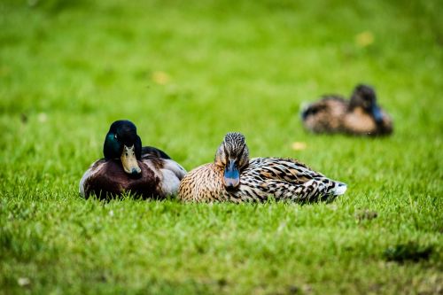 duck grass nature