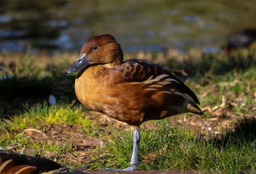 duck colors water