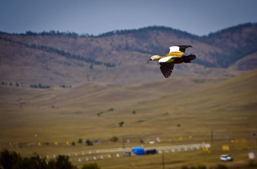 duck travel tourism