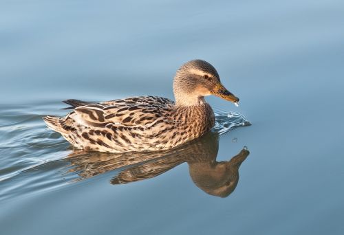 duck water reflection