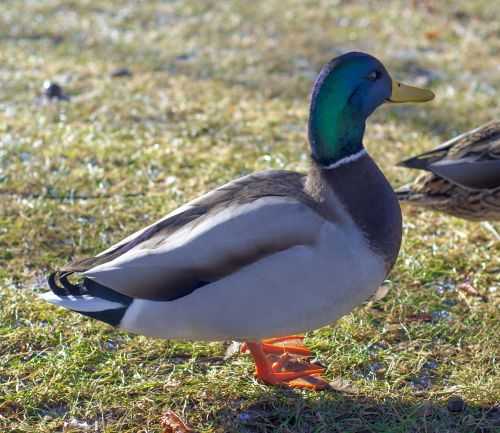 duck nature natural