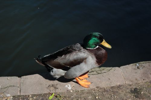 duck male wild