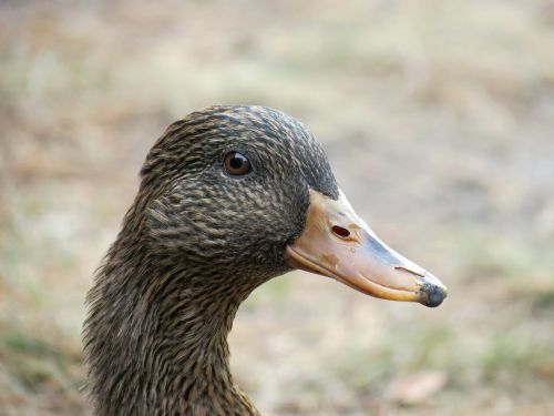 duck female mallard