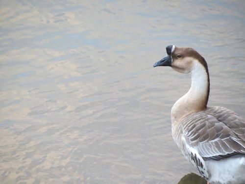 duck animal beak