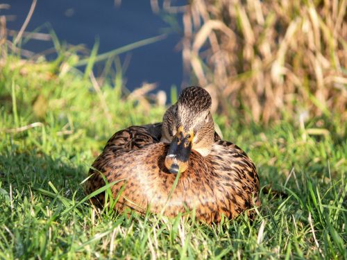 duck bird nature