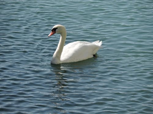 duck animals lake