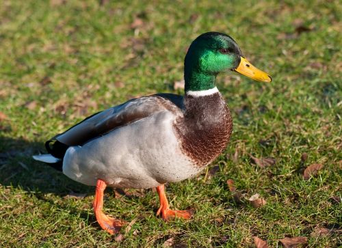 duck mallard male