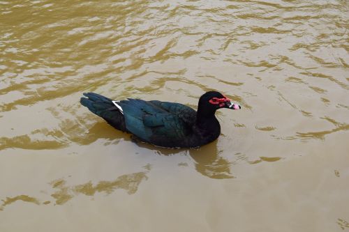 duck bird nature