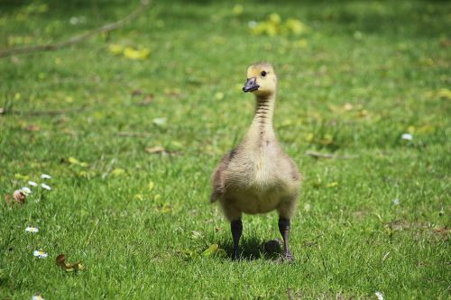 duck young duck bird