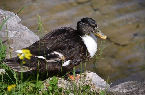 duck water bird nature