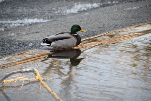 duck water river