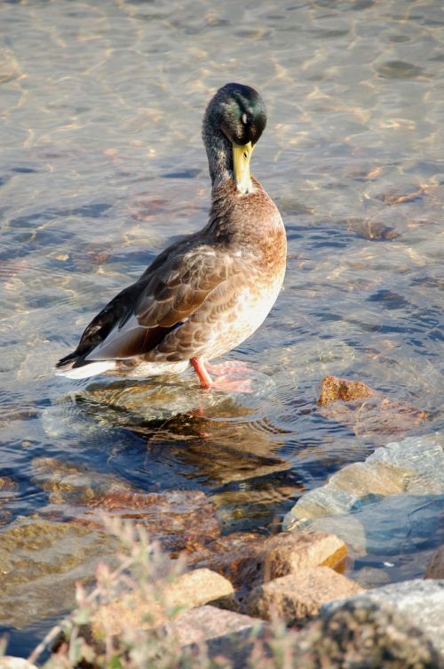 duck water water bird