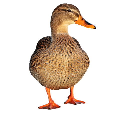 duck duck bird water bird
