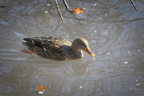 duck mallard water bird