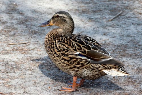 duck mallard plumage
