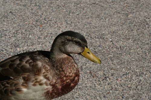 duck bird anas platyrhynchos