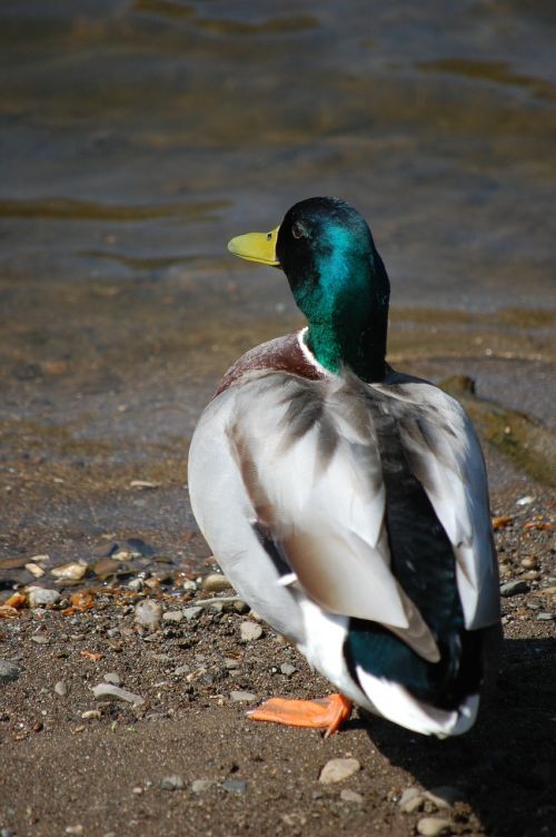 duck drake water