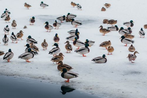 duck ice lake
