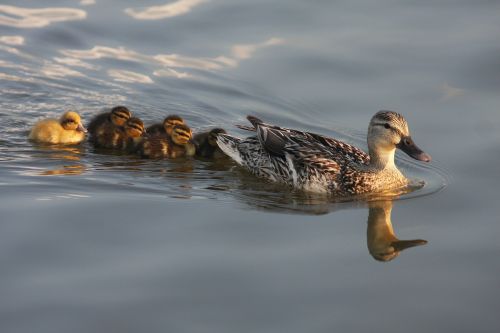 duck ducklings babies