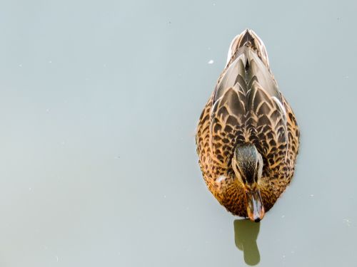 duck reflection water