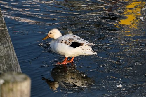 duck winter mirroring