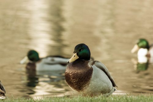 duck water nature