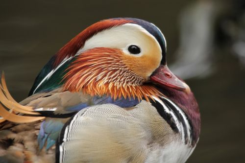 duck mandarin nature