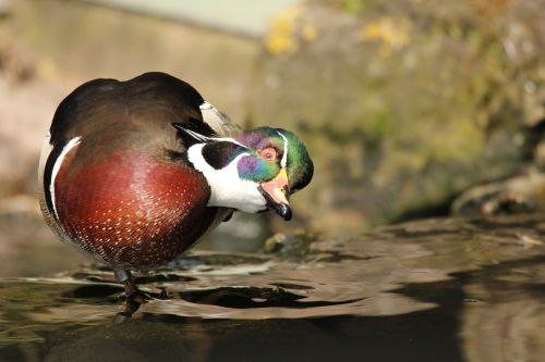 duck wood duck wildl