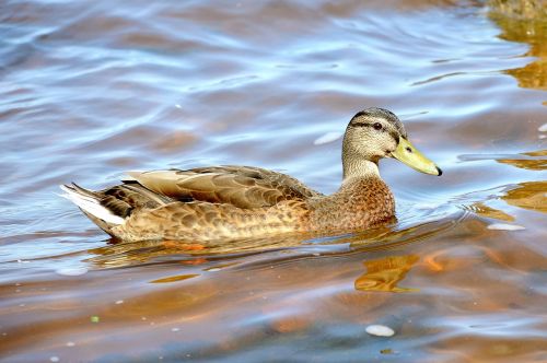 duck summer peterhof