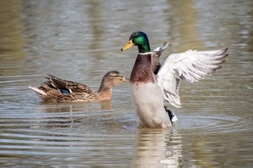 duck mallard wing