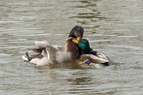 duck mallard fight