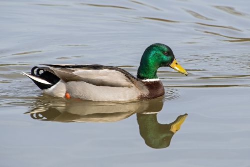 duck mallard water