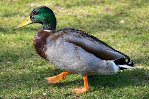 duck mallard anatidae