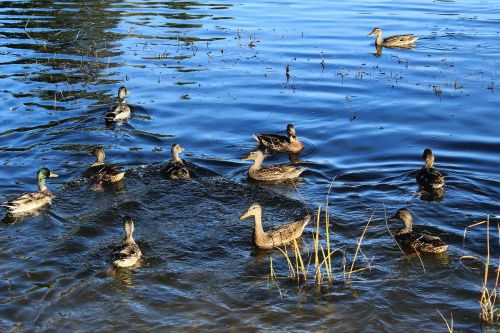 duck wild ducks pond