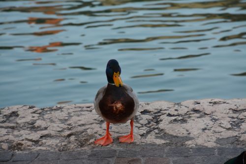 duck birds lake