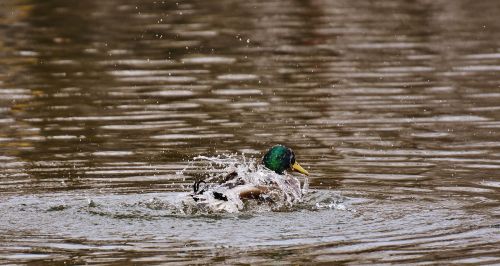 duck water bird paddling