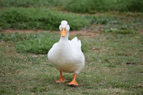 duck white animal