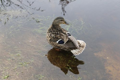 duck water environment