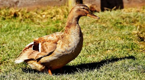 duck water bird mallard