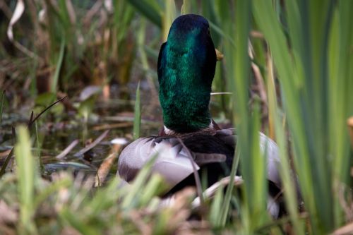 duck water bird swim