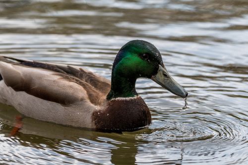 duck water bird swim