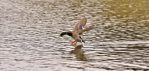duck mallard landing