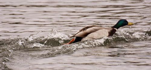 duck escape on the fast