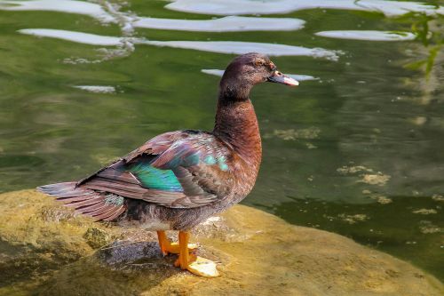 duck lake water bird