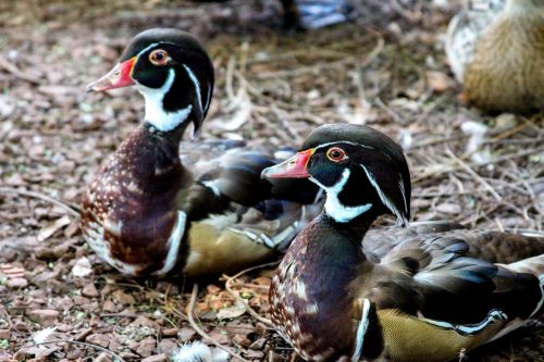 duck mallards bird