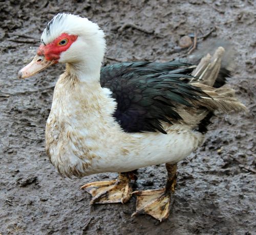 duck animal livestock